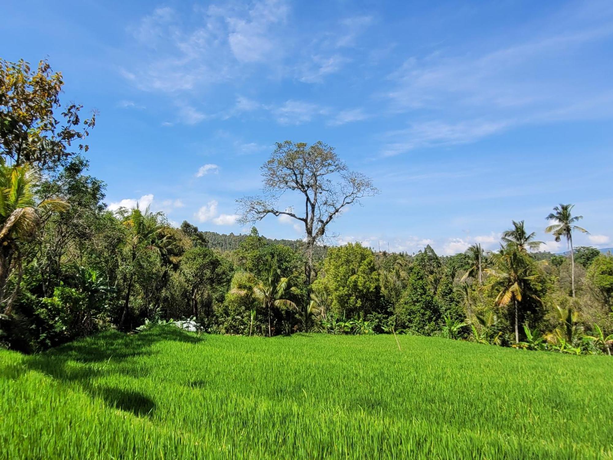 דירות Munduk Umah Yugadi Bali מראה חיצוני תמונה